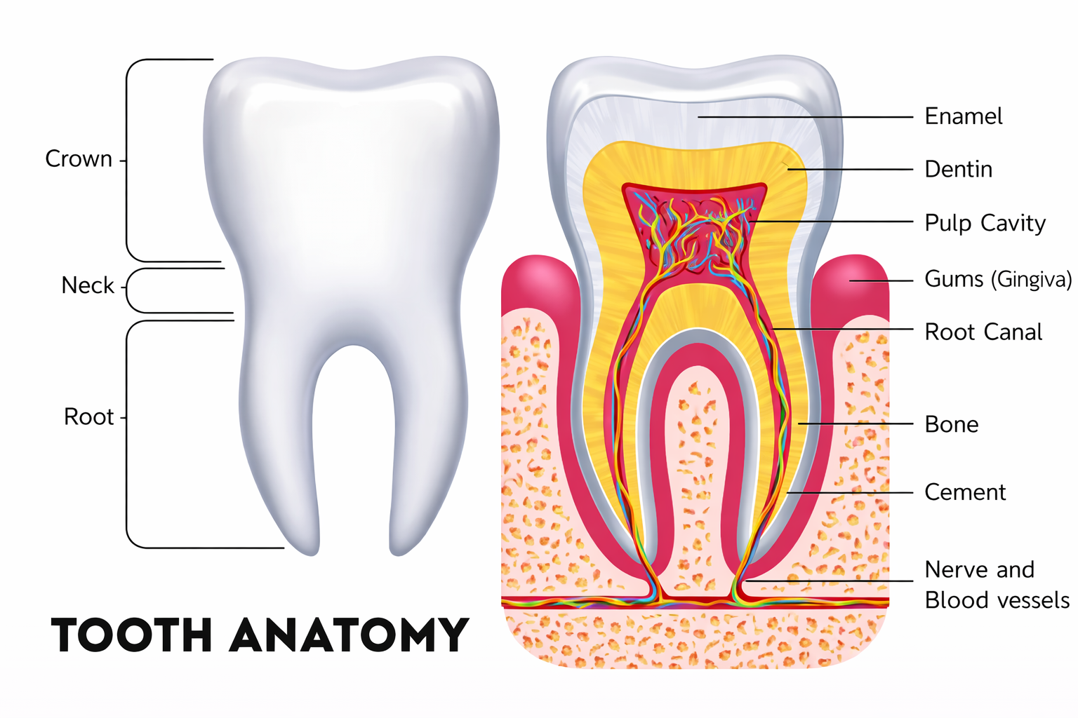 Detailed Tooth Anatomy Diagram