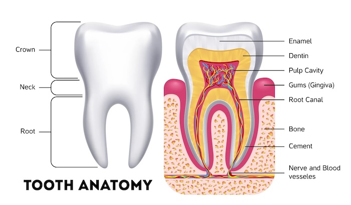 Root canal